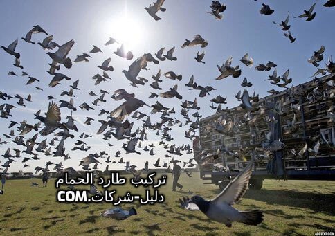 تركيب طارد حمام بالرياض تركيب طارد حمام بالرياض